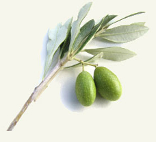 The olive fruit
